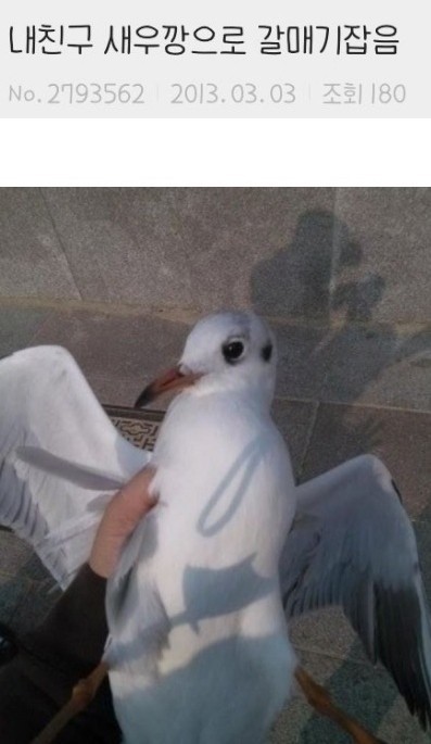 사람을 등는 갈매기 | 인스티즈