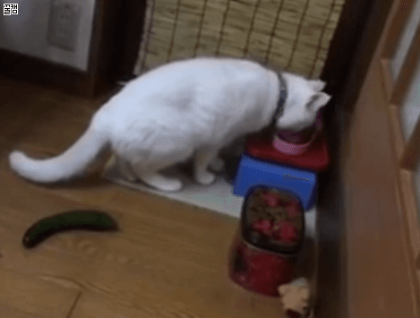 충격과 공포의 물체.gif | 인스티즈