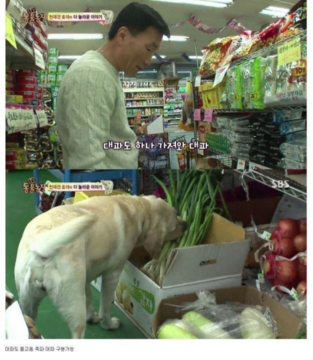동물농장에 나온 역대급 천재 개ㄷㄷ | 인스티즈