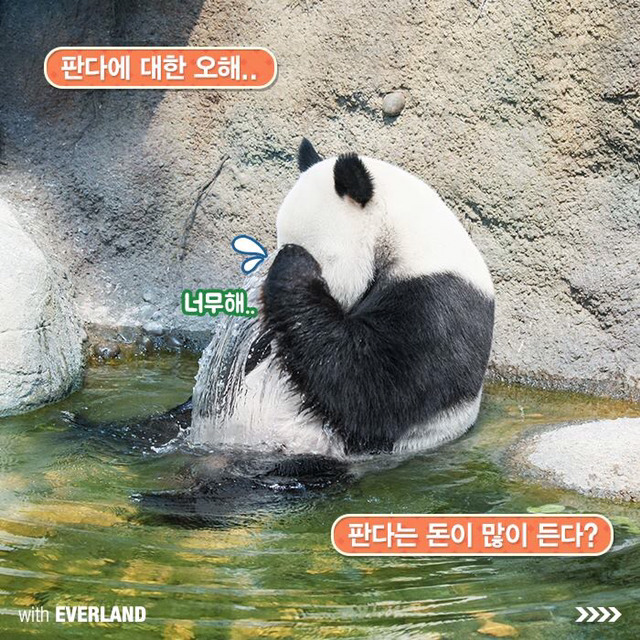 판다는 먹이값만 수백억이 들어간다? 판다의 진실.jpg | 인스티즈