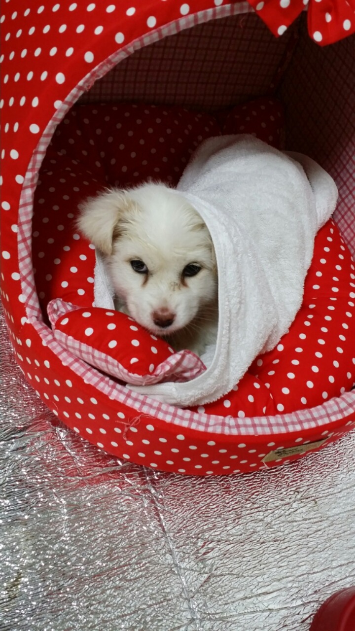 포비 이미지