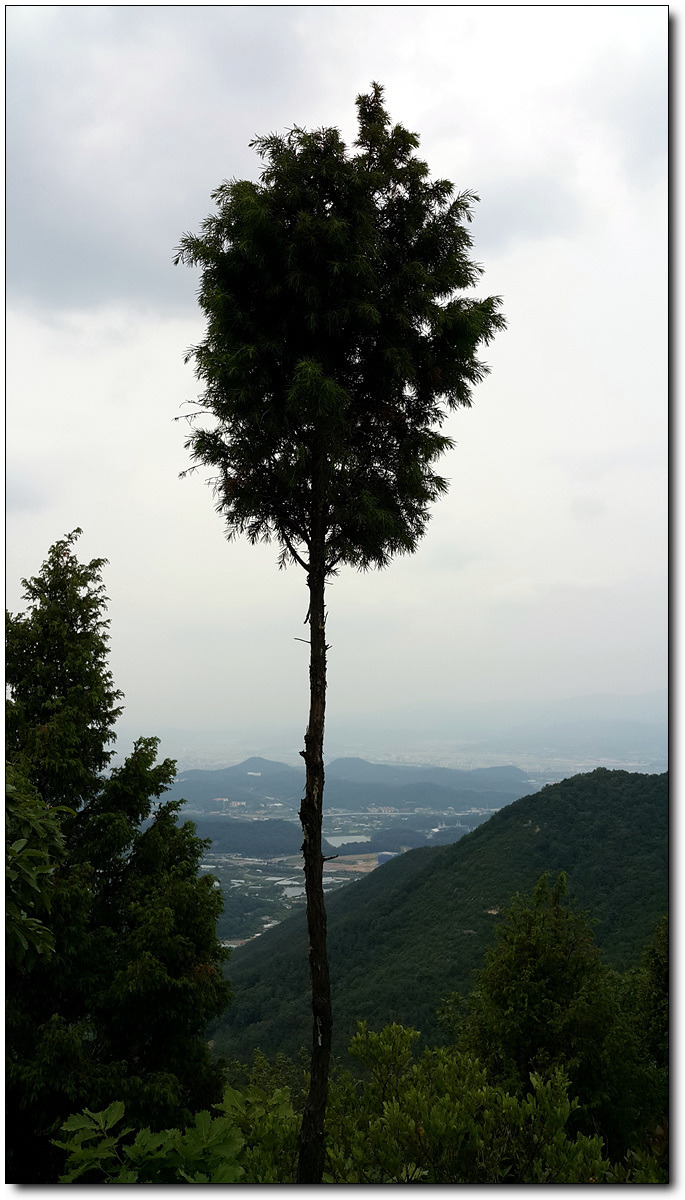 솔밭정 이미지
