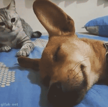 냥아치.gif | 인스티즈