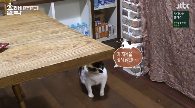효리네민박에 나온 돼냥이.jpg | 인스티즈