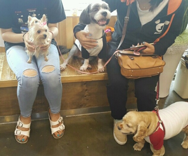 뽀바뽀바 이미지