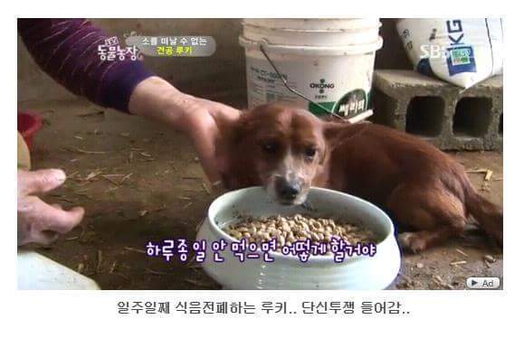 의리빼면 시체인 강아지 | 인스티즈
