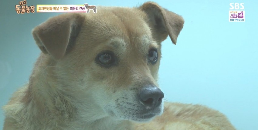화재로 무너진 집에서 주인을 기다리는 멍멍이.jpg | 인스티즈