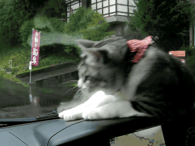 쩌는 고양이들.gif | 인스티즈