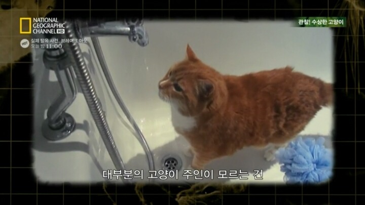 고양이가 자꾸 변기물 마시는이유.. | 인스티즈