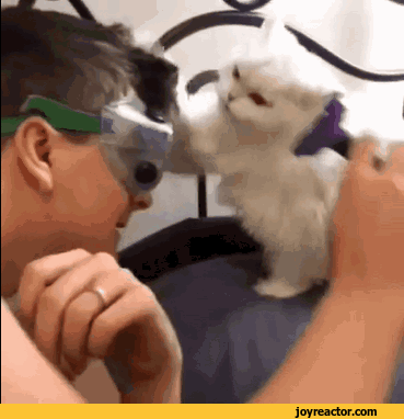 빗질을 싫어하는 냥이.gif | 인스티즈
