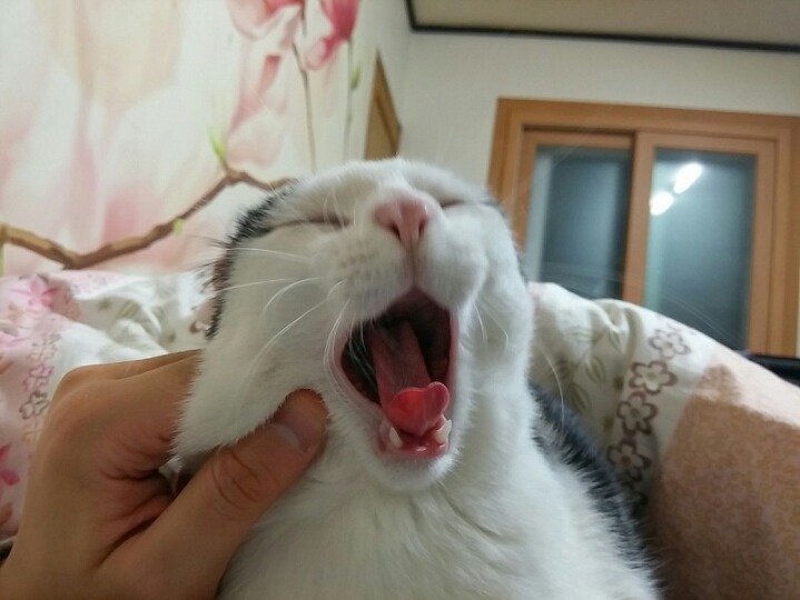 하품하는 고양이.jpg | 인스티즈