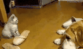 사이 좋은 개와 고양이.gif | 인스티즈