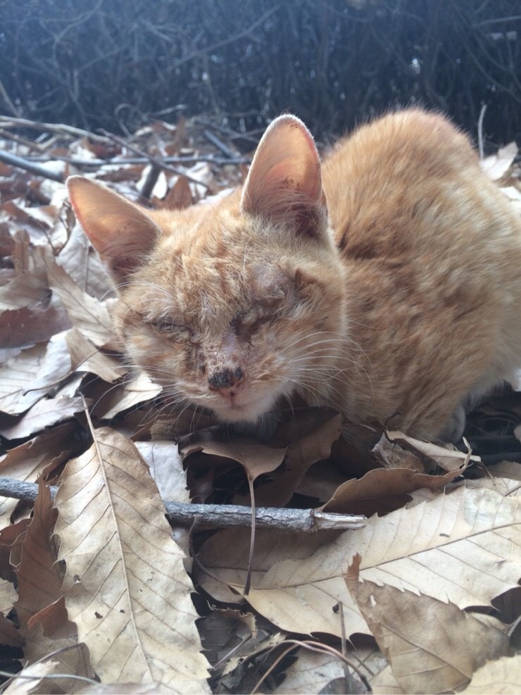 길냥이랑 친해진지 8개월째 | 인스티즈