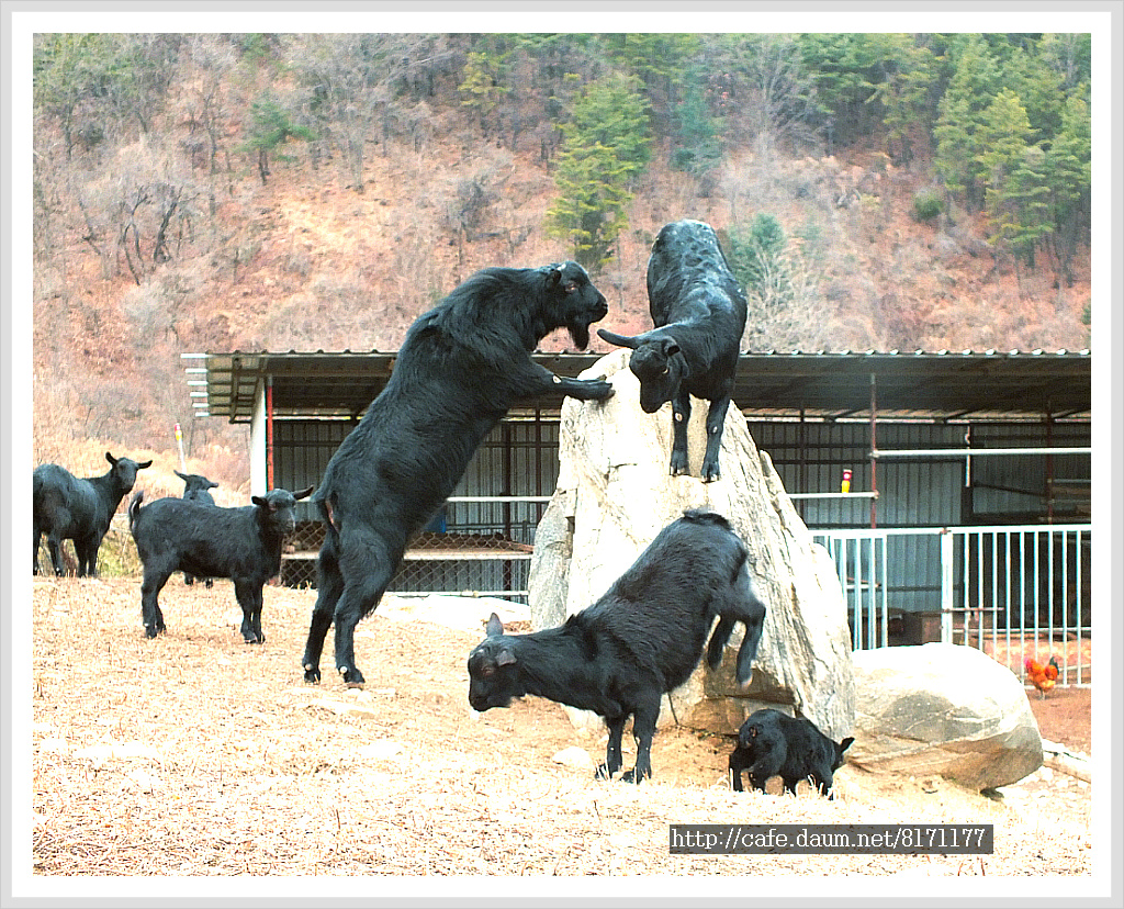 산골흑염소 이미지