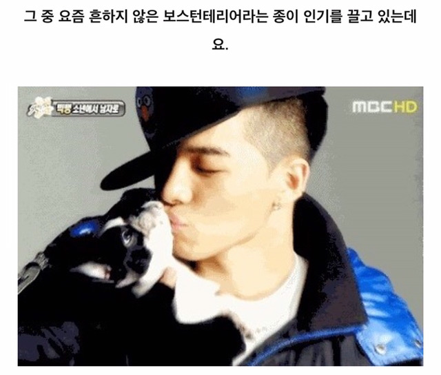민효린햏이 키우는 반려동물이 왜 자주 바뀌는지 피드백해줬음하오 | 인스티즈