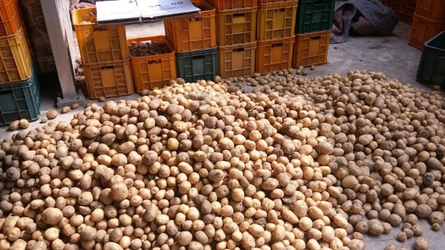 노지 수미 햇감자 품목 추가 판매