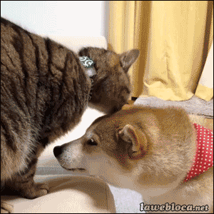 시바개와 냥이.gif | 인스티즈