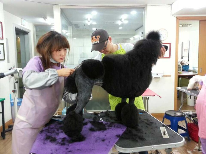 중앙애견미용학원 이미지