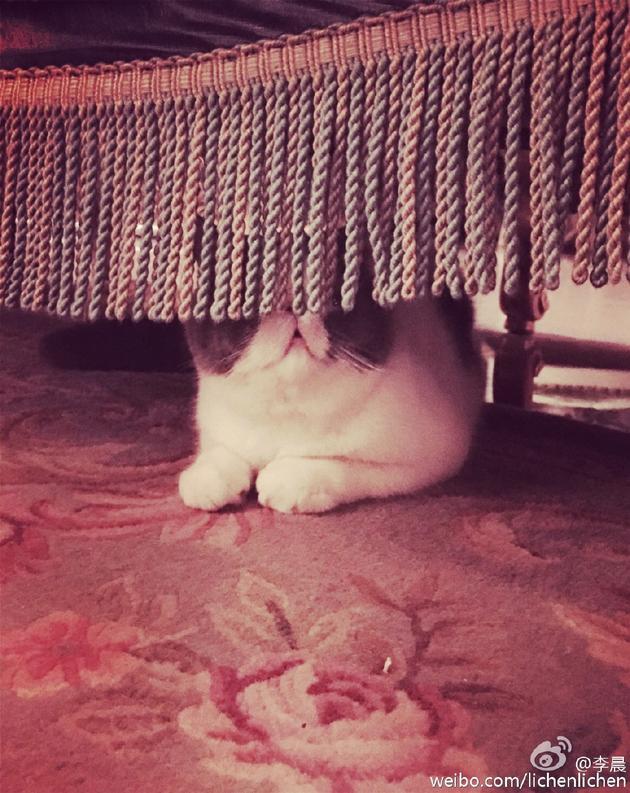 판빙빙 고양이.jpg | 인스티즈