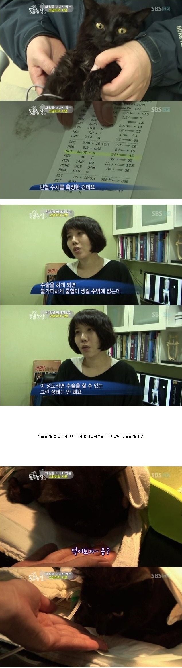 눈물을 흘리는 고양이 | 인스티즈