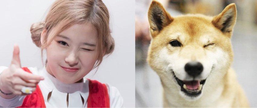 시바견닮은 트와이스 사나 | 인스티즈