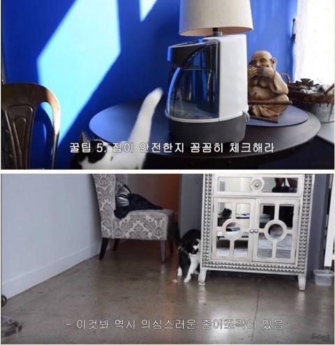 집냥이들아 팁 알려준다ㅇㅇ | 인스티즈
