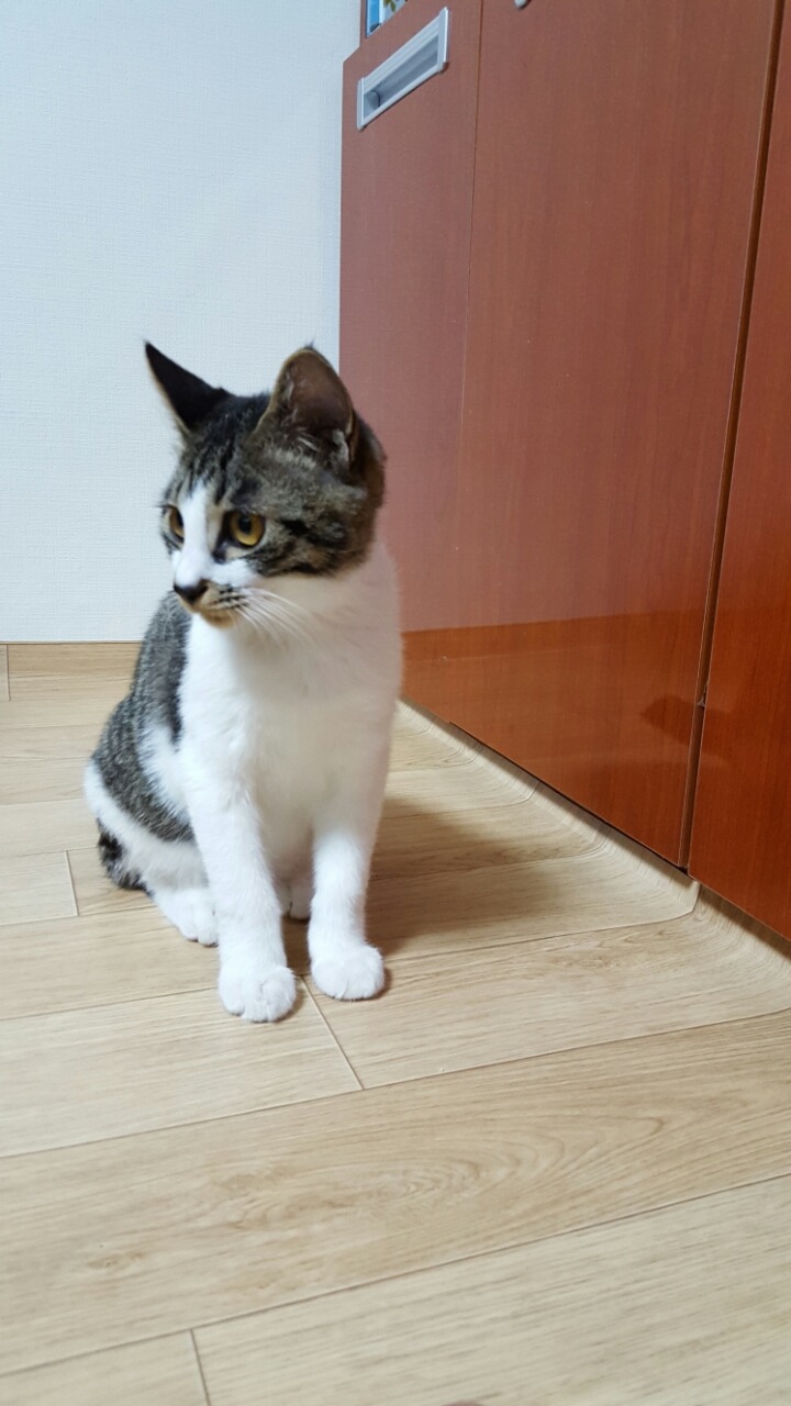 우리 냥 | 인스티즈