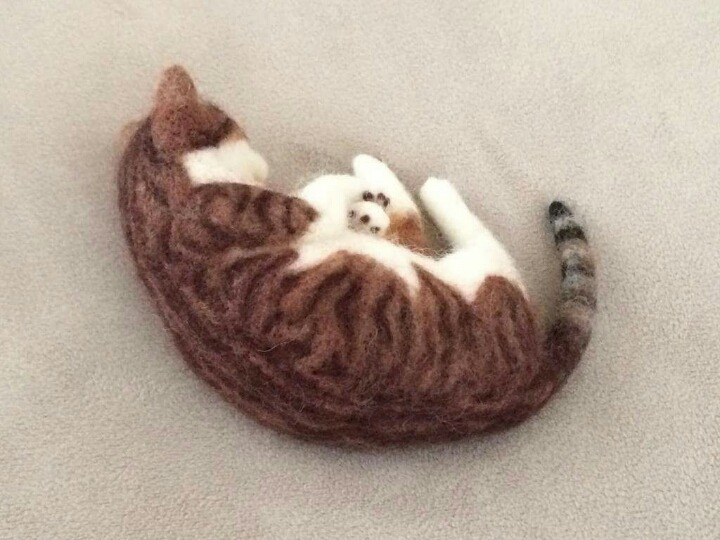 고양이 태어나는 과정 | 인스티즈