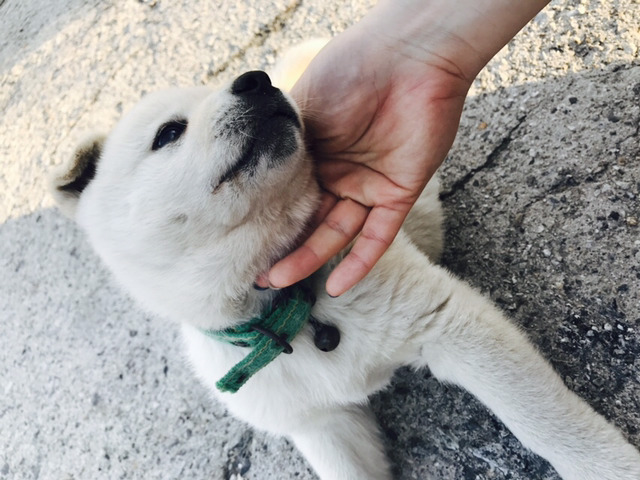 댕댕이 보고가세요 | 인스티즈