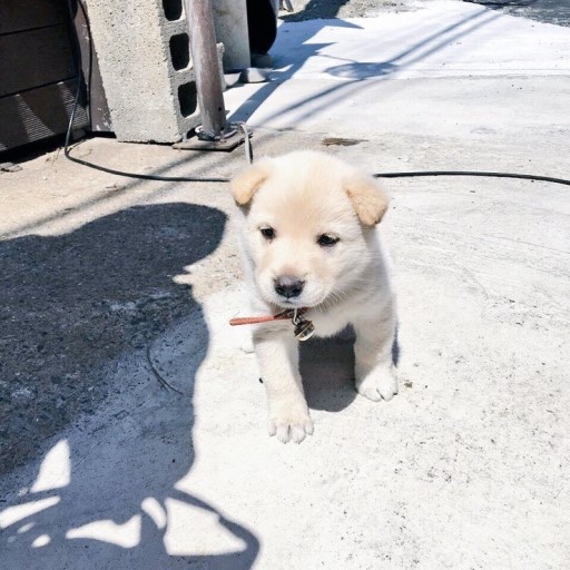 시골 강아지 특징 | 인스티즈