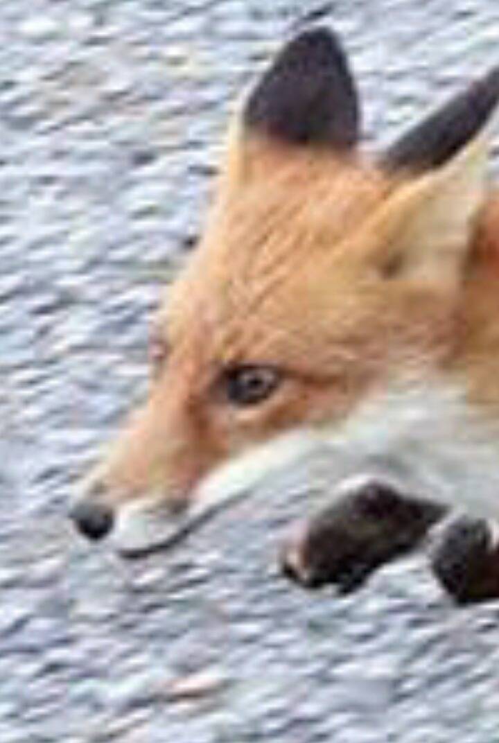 먹잇감이 없자 고양이를 노린 여우 | 인스티즈