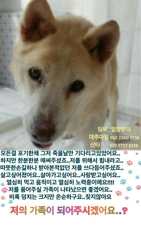 곧 안락사될 아이 보고가줘ㅠㅠㅠ 학대받았던 아이랑 길잃은 아이있어ㅠㅠ | 인스티즈