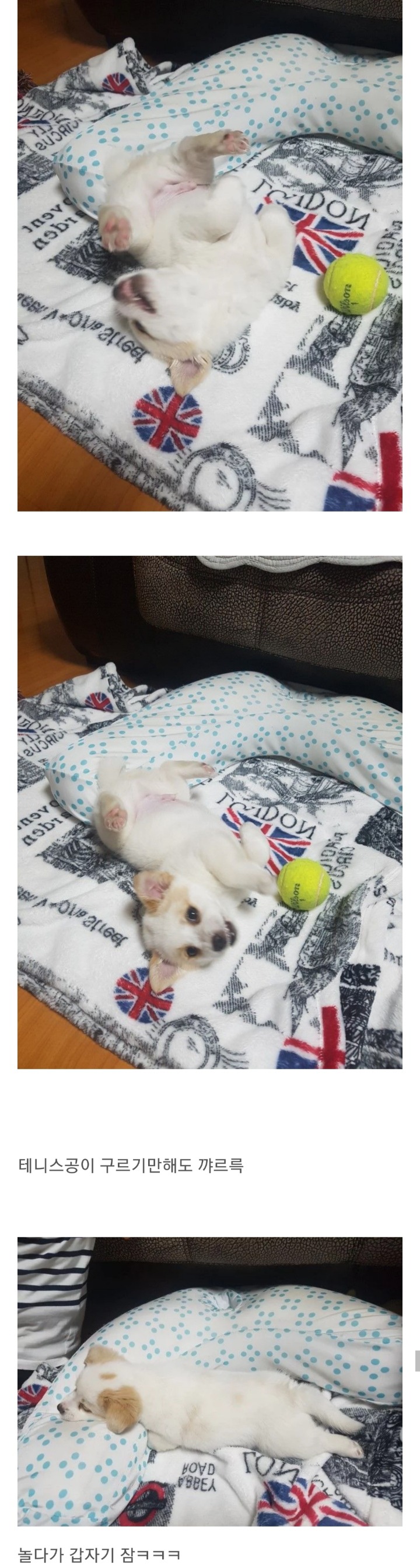 동생이 전주시 식당에서 강아지를 데려왔어요 | 인스티즈