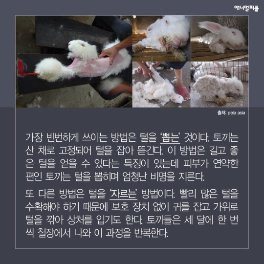 일상에 스며든 동물학대 생산품들 (중간에 피 주의) | 인스티즈