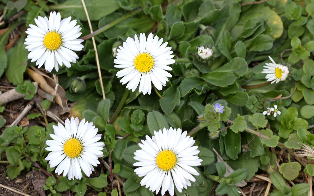 벨리스(bellis) 이미지