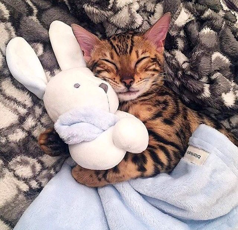뱅갈 냥이🐱 | 인스티즈