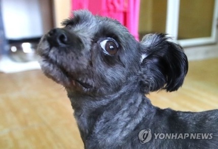 퍼스트독 문토리 청와대 입성 전후 | 인스티즈