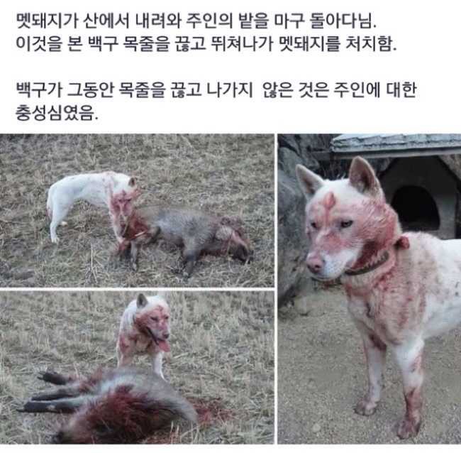 백구 이미지
