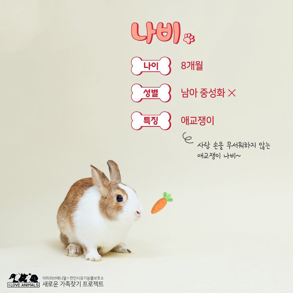 우리는 언제 가족이 생기나요? 사지 말고 입양하세요! | 인스티즈