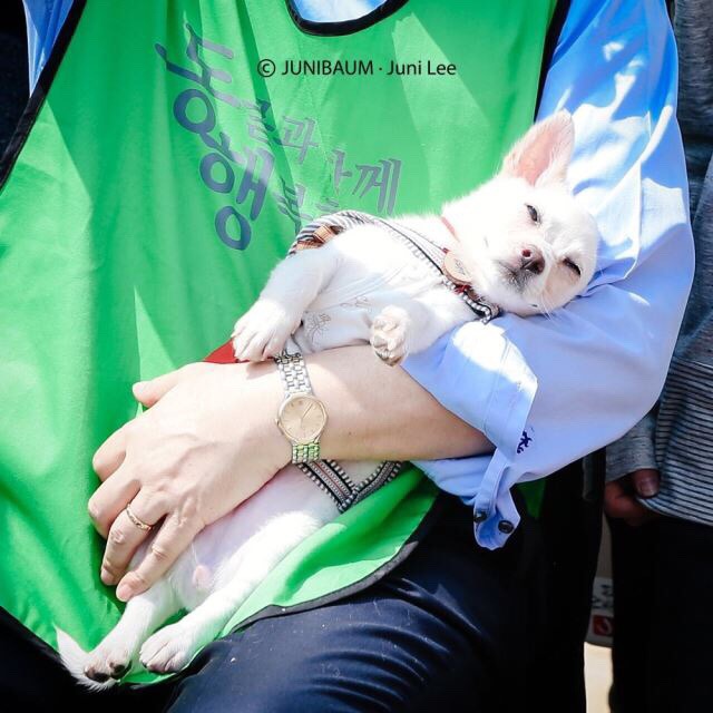 반려동물을 사랑하는 문재인 대통령 (모노클 인터뷰 내용 일부와 작가가 보낸 친필편지) | 인스티즈