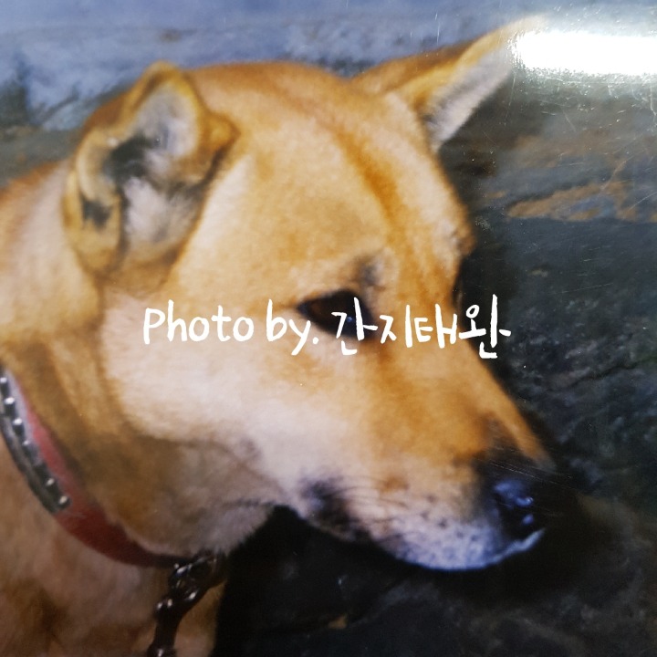 돼지사냥 이미지