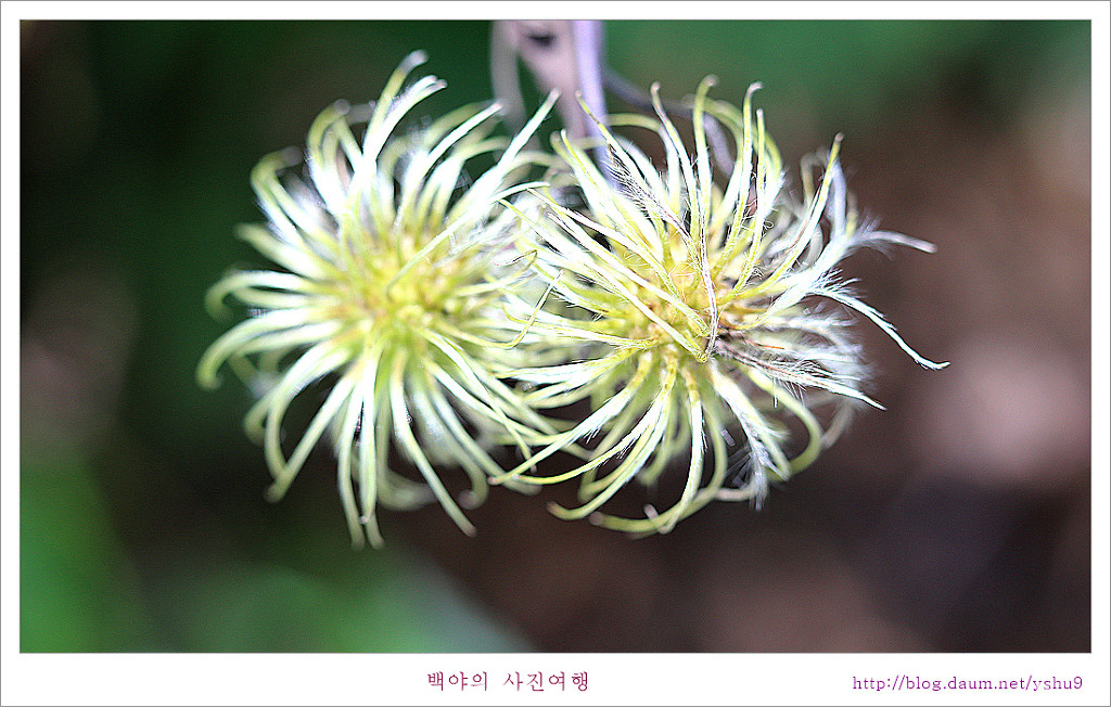 화원 이미지