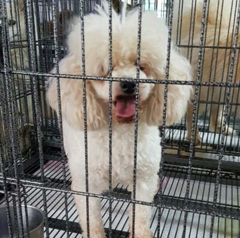 태어난지 얼마 안 된 새끼들과 어미견들이 많은 밀양보호소의 아이들을 구해주세요. 도와주세요 | 인스티즈