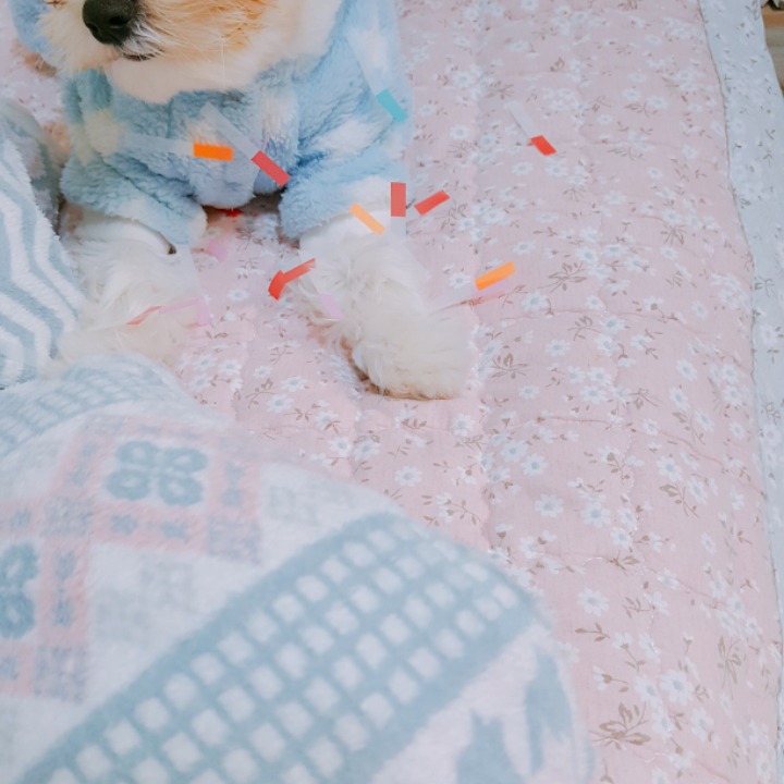 반려동물을 기른다는 것에 대한 현실(feat.매쫑)+댓글에도 여시들이 예시많이 올려주는중...! | 인스티즈