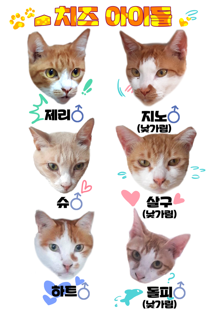 마산 애니멀 호더에게서 구조한 50여마리의 고양이들에게 손길을 내밀어주세요! 곧 쉼터가 폐쇄되어 아이들이 갈 곳이 없습니다 | 인스티즈