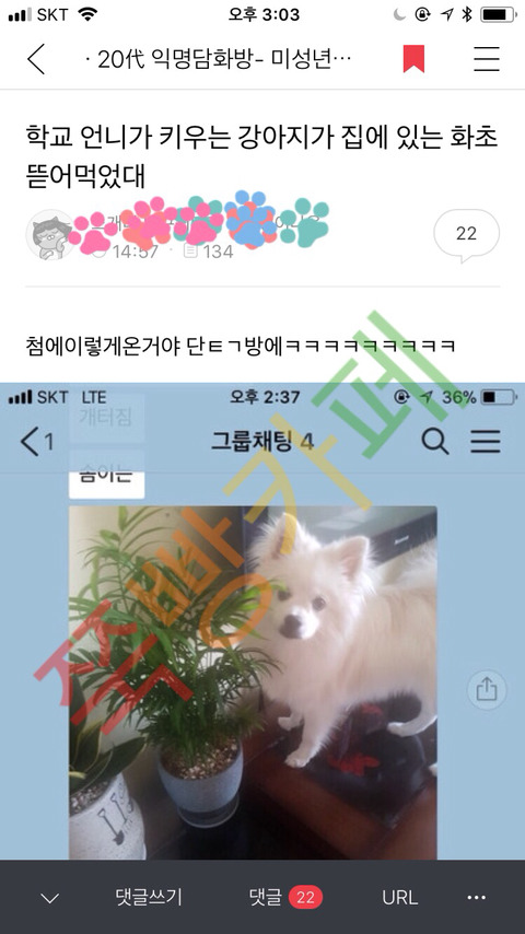 [익웃] 댕댕이가 어머님이 키우시는 산세베리아 뜯어먹음 | 인스티즈
