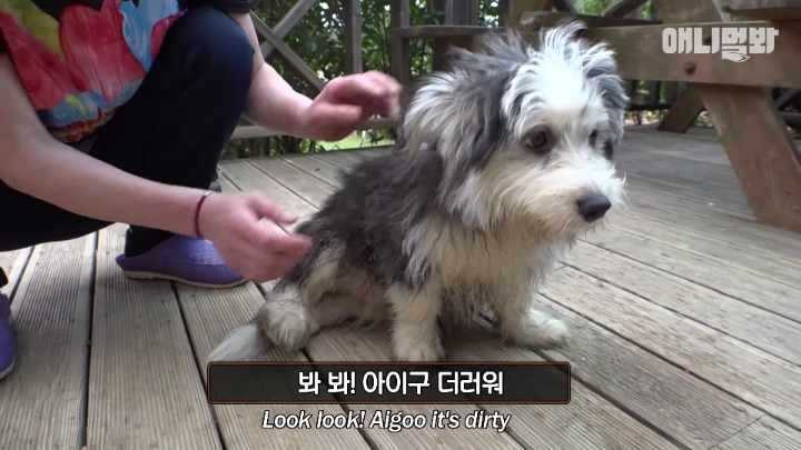 말티즈×허스키 = 말스키 | 인스티즈