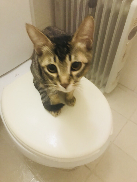 특이한 행동하는 내 반려동물 사진을 올려보자! (상황 설명도) | 인스티즈