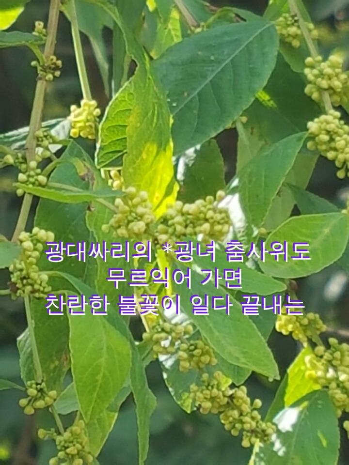 광대싸리 이미지