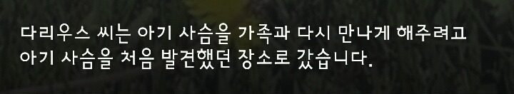 다리 다친 아기사슴을 구해주면 생기는 일 | 인스티즈